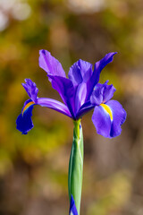 Photograph of a purple Dutch Iris flower in bloom in a domestic garden in the Blue Mountains in New South Wales in Australia