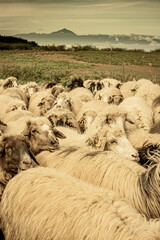 Un rebaño de ovejas como parte importante en la ganadería europea y la agricultura.