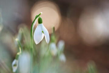Przebiśniegi w lesie, wiosenne tło  © Elżbieta Kaps
