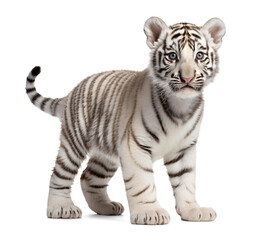 Obraz premium Cute young white tiger on isolated background