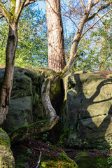 Eridge sandstone Rocks in East Sussex which are millions of years old near Royal Tunbridge Wells, England