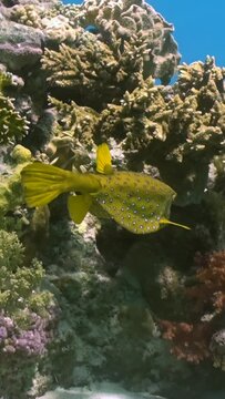 Mesmerizing vertical shots capture elegance of yellow boxfish near coral. Unique underwater footage captures essence of yellow boxfish marine life on coral reef in Red Sea.
