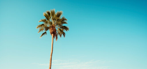 Obraz premium Palm tree against the background of a blue bright cloudless blue sky. Tropical plant
