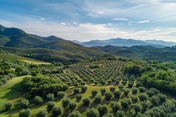 Fototapeta premium Serene Oasis Of Vibrant Green In The Rolling Hills: The Enchanting Olive Grove. Сoncept Nature's Symphony, Capturing The Beauty Of Wildlife In Motion