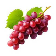 Fototapeta premium Red grapes with leaves soft smooth lighting