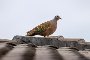 Photograph of a Bronze Wing Pigeon standing on a tiled roof in the Blue Mountains in New South Wales in Australia