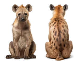 Foto op Plexiglas Sitting hyena front and back view © FP Creative Stock