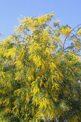 Branches of Acacia dealbata tree  with yellow flowers against blue sky