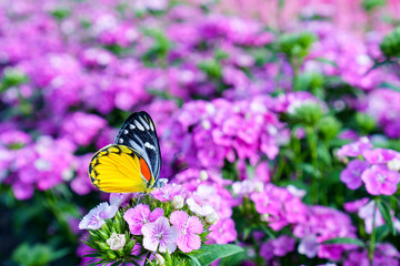Beautiful wings of butterfly on colorful Dianthus flowers (butterfly flowers) wirth blurred background flower fields.