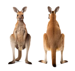 Foto op Plexiglas Front and back view of a kangaroo on isolated background © FP Creative Stock