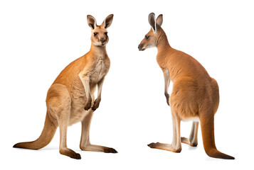 Front and back view of a kangaroo on isolated background