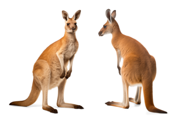 Front and back view of a kangaroo on isolated background