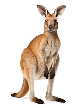 Portrait of a kangaroo, isolated on transparent background