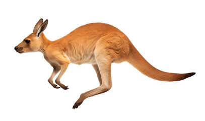 Jumping kangaroo hopping in the air
