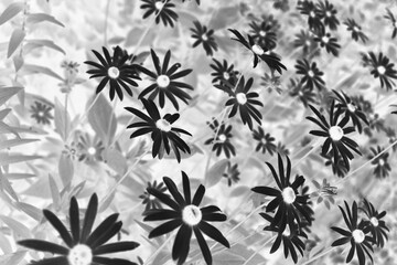 Fototapeta premium black and white floral background