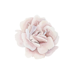 Pink rose hip flower. Floral watercolor illustration hand painted isolated on white background.
