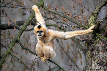 The northern white-cheeked gibbon (Nomascus leucogenys) is a species of gibbon native to South East...