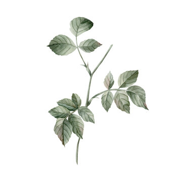 Stem and leaves of wild rose. Floral watercolor illustration hand painted isolated on white background.