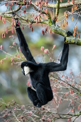 The northern white-cheeked gibbon (Nomascus leucogenys) is a species of gibbon native to South East Asia. Male gibbon, Female gibbon