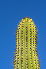 Tall cactus plant with large spikes isolated against a deep blue sky
