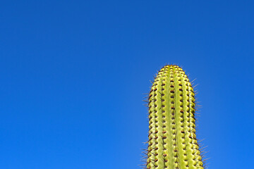 Tall cactus plant with large spikes isolated against a deep blue sky