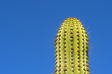 Naklejka premium Top of a large cactus plant with large spikes isolated against a deep blue sky