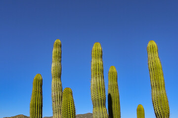 Gfroup of tall catcii isolated against a deep blue sky