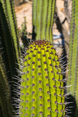 Close up view of the spkes on a large cactus plant