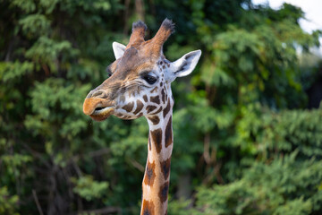 Girafe en alimentation, face, solo, isolée,  horizontal