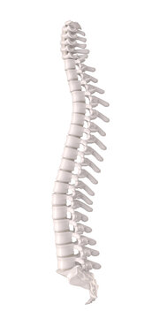 Human spine with discs and vertebrae, orthopaedic anatomical detail. 3d render.
