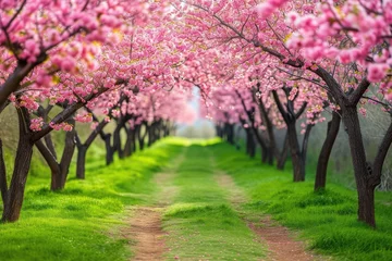 Foto op Canvas Serene Dirt Road Surrounded by Trees With Pink Flowers, An elegant alley of plum trees in full bloom within a pristine park, AI Generated © Iftikhar alam