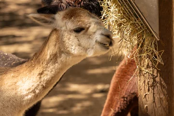 Fotobehang lamas en alimentation solo, gros plan, horizontal © Anne-Marie G