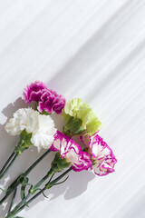 Beautiful carnation flowers on white sunlit background with shadow