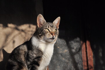 gray cat posing in the sun