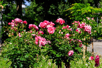 Fototapeta na wymiar Beautiful pink roses on flower bed in a garden