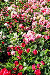 Beautiful roses on flower bed in a garden