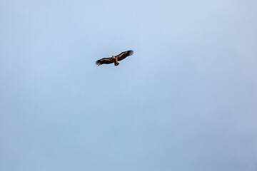 Obraz premium Wildlife birds, vulture in the sky