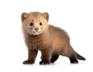 Nerz baby stehend isoliert auf wei&szlig;en Hintergrund, Freisteller