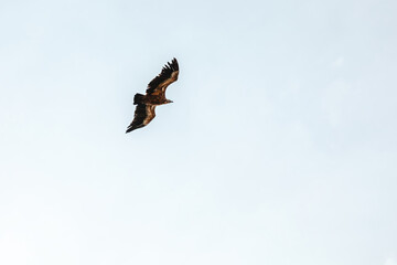Wildlife birds, vulture in the sky