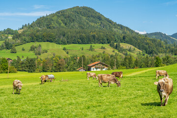 Fototapeta premium Lucky cows on a pasture in the bavarian alps