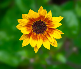 Closeup of a sunflower blossom