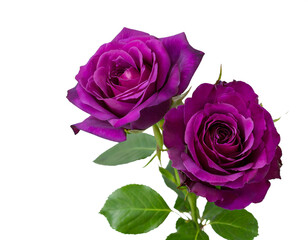 lila rosen isoliert auf weißen Hintergrund, Freisteller 