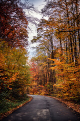 Serene Autumn Road Flanked by Colorful Foliage