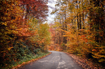 Serene Autumn Road Flanked by Colorful Foliage