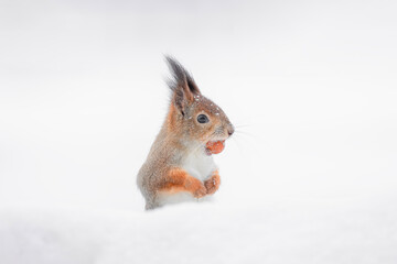 a squirrel with snowflakes on its fur looks out of a snowdrift in winter