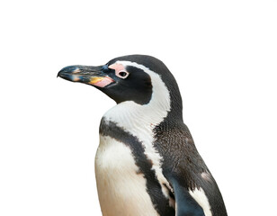 Fototapeta premium Pinguin isoliert auf weißem Hintergrund, Freisteller 