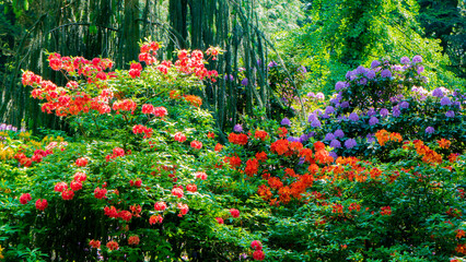 Blooming rhododendron photo. Azalea. Sunny day in the park with greenery. Spring/Summer scene. 8 march. Women's Day. Greetings. Ideal for celebrating women amidst nature's beauty.