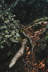 Rooted path between moss-covered rocks