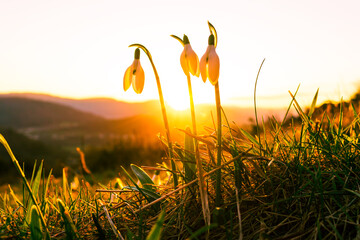 The snowdrop flowers in the orange spring sunset