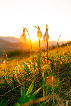 Fototapeta The snowdrop flowers in the orange spring sunset. White flora in the beautiful sunset. Macro closeup shot of the three snowdrops in the sunset. 